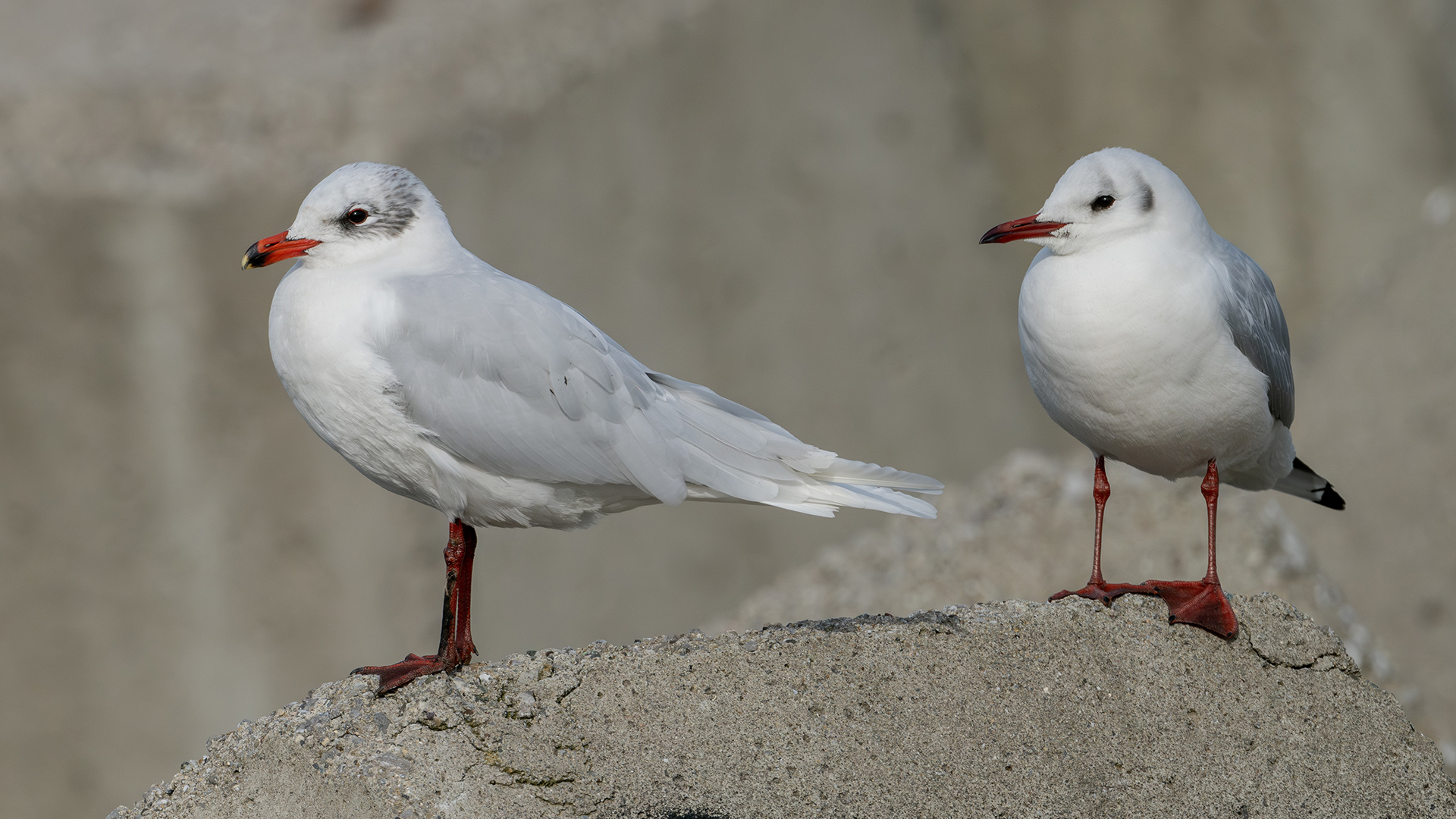 Mediterranean Gull